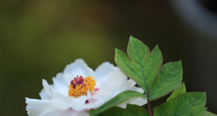 白牡丹花的风水寓意与作用——带来纯洁和幸福（探索白牡丹花在风水学中的重要地位）