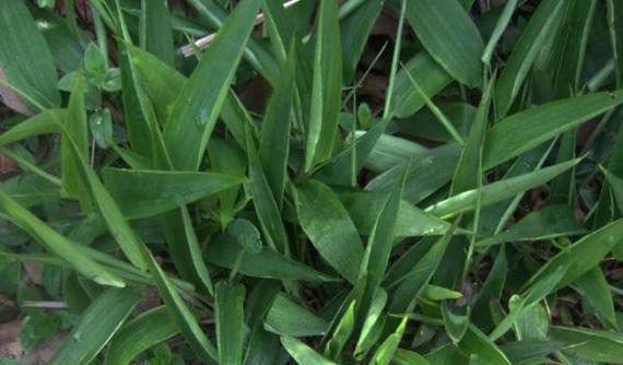 探秘山芽菜的营养价值与美食烹饪（山芽菜的别名及特点）