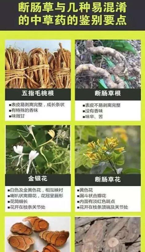 山药病虫害防治技术与方法措施（高效）