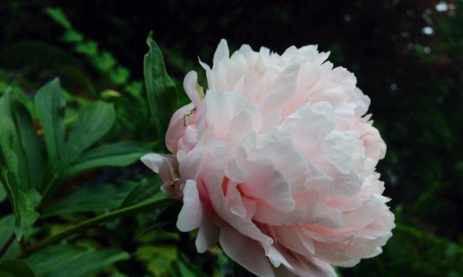 白色芍药花的花语与美丽寓意（探索芍药花的纯洁与庄重）