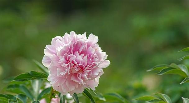 白色芍药花的花语与美丽寓意（探索芍药花的纯洁与庄重）