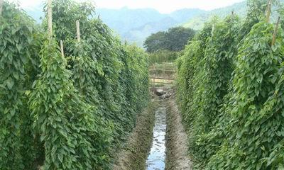 如何种植山药（掌握适合山药生长的环境条件）