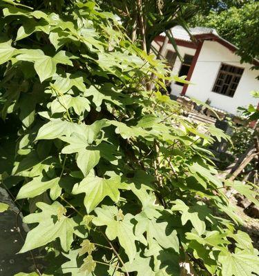 如何种植山药（掌握适合山药生长的环境条件）