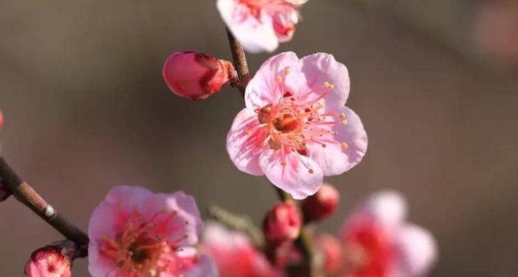 保定市花——月季花的美丽与象征意义（探索保定市花月季花的文化内涵和城市形象的传承）