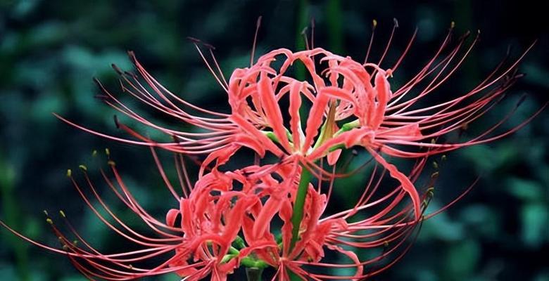 彼岸花（彼岸花的花语与传说）