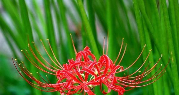 彼岸花（彼岸花的花语与传说）