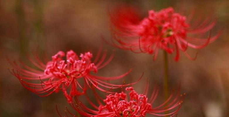 彼岸花风水（探索彼岸花在风水学中的神秘力量）