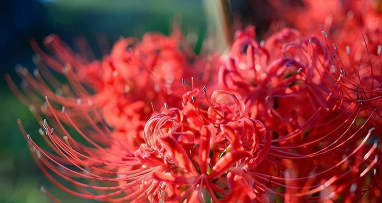 彼岸花（以彼岸花所有颜色的花语为主题的探索）