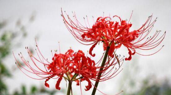 彼岸花之花语奇妙多彩（揭秘彼岸花不同颜色的含义与象征）