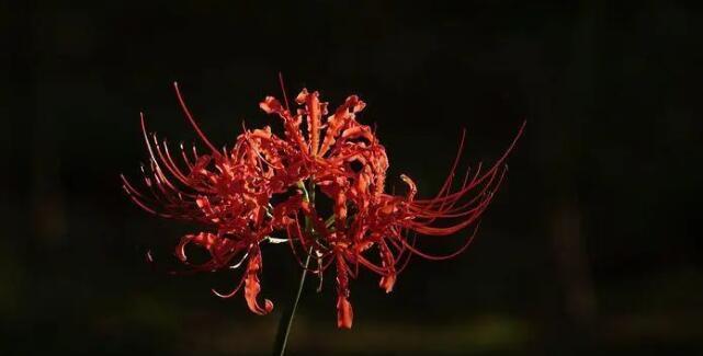 彼岸花之花语奇妙多彩（揭秘彼岸花不同颜色的含义与象征）