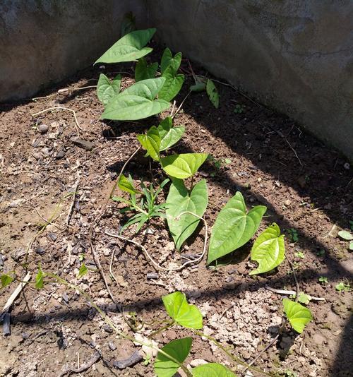 山药生芽的营养价值与食用方法（探究山药生芽的惊人营养价值）