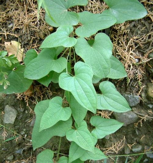 山药上市时间和成熟季节（了解山药的生长周期和最佳收获时间）