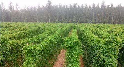 种植山药的最佳时间（掌握最佳栽种时间）