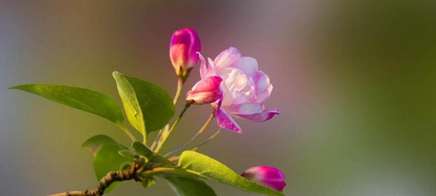 花语代表惆怅的花——深思痛苦的花海（诠释内心忧伤）