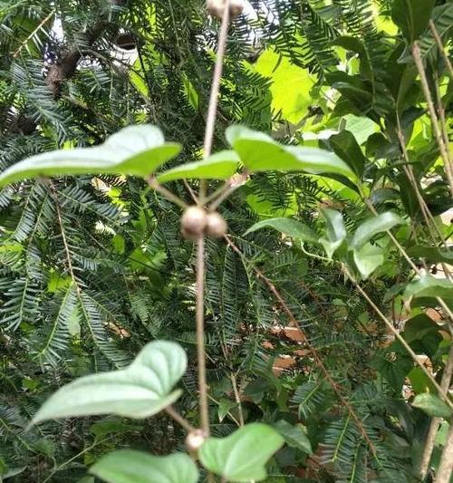 山药是一种多年生植物，不是一年生（揭开山药的生命之谜）