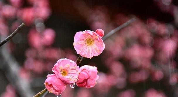 解读高冷花的内心世界（揭秘高冷花的花语与神秘魅力）