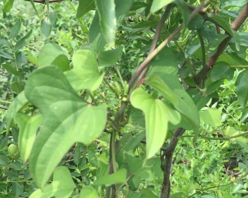 山药种子留种方法（种植山药必备的技巧与经验）