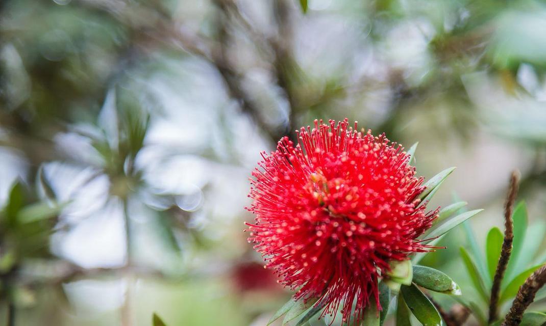 害羞之花（害羞花的迷人微笑与内心世界探秘）