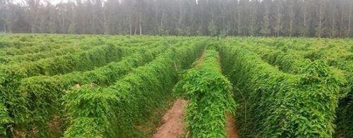 山药种植时间与生长周期的全面解析（从“栽种”到“收获”全面掌握山药种植技巧）