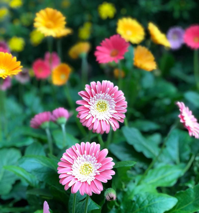 积极向上的花语（用花朵传递积极向上的力量）