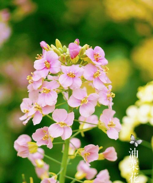 以花语表达加油之情（激励鼓励的花朵）