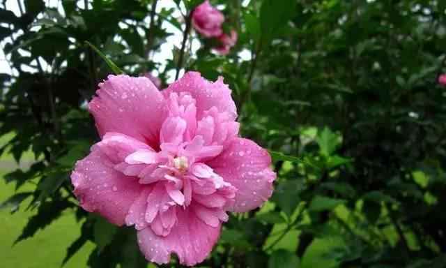 坚强的花与生活（以花语表达坚强与勇敢）