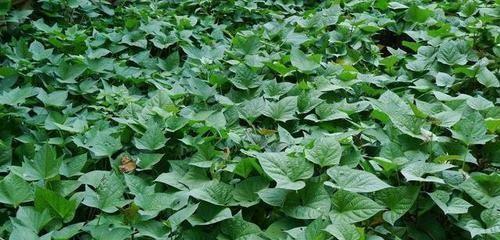 山芋的生长周期及采摘时间（从种植到收获）