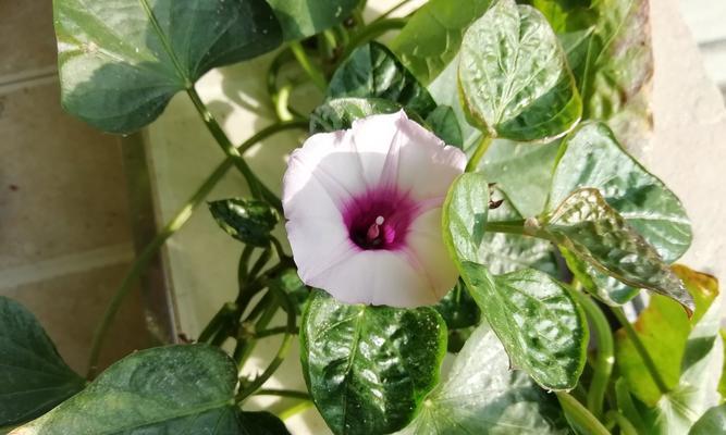 山芋开花的时间和特点（从花期到花色）