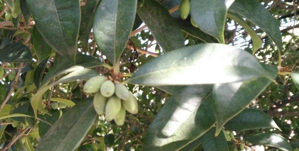 如何种植桂花种子（从选种到成长全指南）