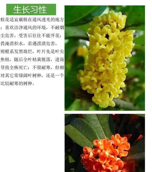 揭秘桂圆成熟季节（深入了解桂圆成熟的时间）