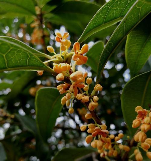 桂圆开花季节及特点（了解桂圆的开花时间和特征）