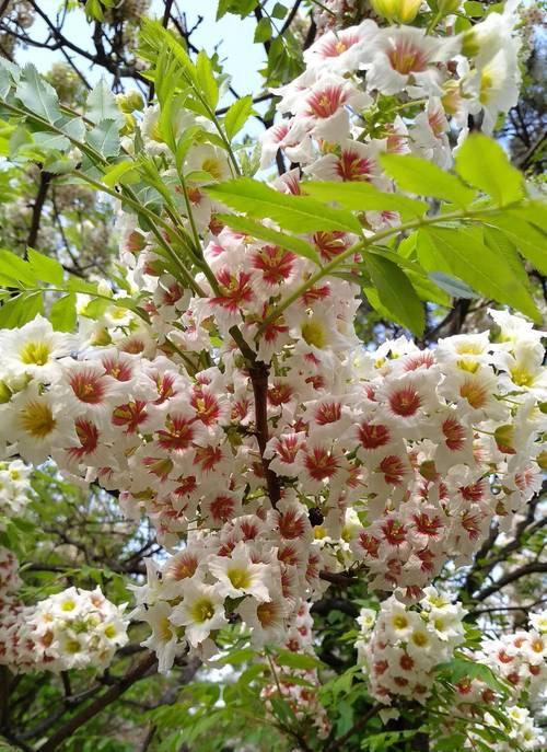 国槐树开花的奥秘（探寻国槐树开花的时节）