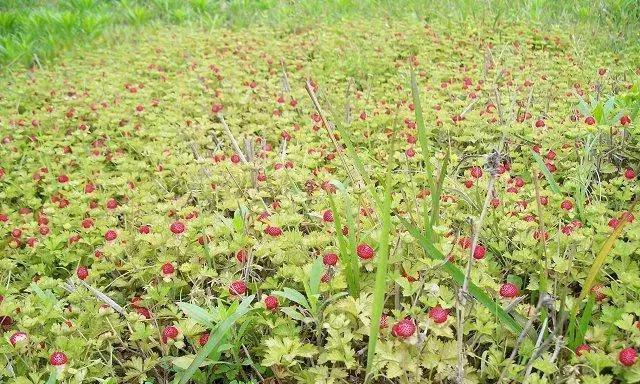 果树草的分类与特点（揭秘果树草的各种品种及其生长习性）