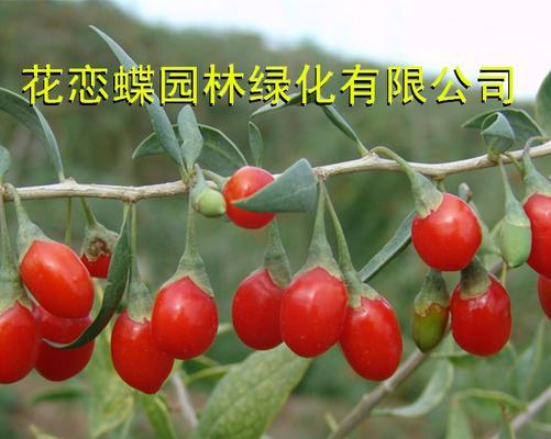 果树是不是农作物（果树的分类、种植和管理方式）