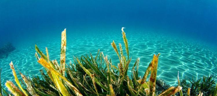 探秘海带——一种神奇的海藻类植物（了解海带的特点）