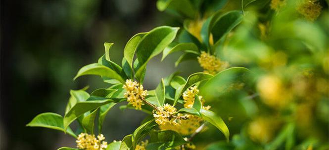 海南种植桂花树的适宜性及注意事项（探讨海南气候条件下种植桂花树的成败因素及培育技巧）