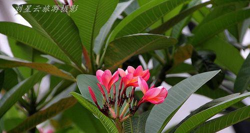 海南岛的花卉养殖（探寻海南适合种植的鲜花品种）