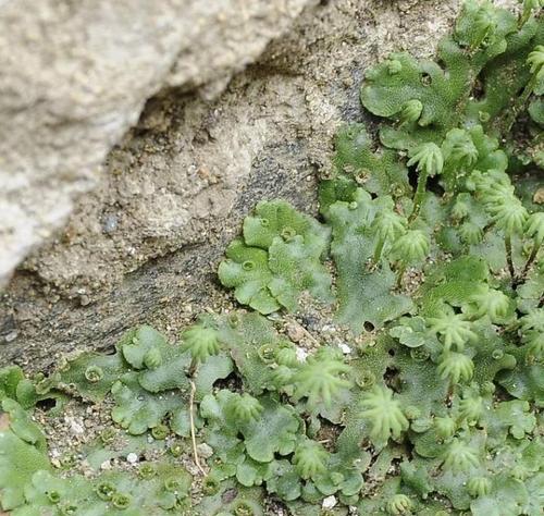 探秘海苔的分类和生长特点（了解海洋植物的奇妙世界）