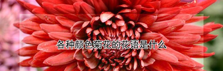 菊花的花语故事（唐代文人对菊花的赞美）