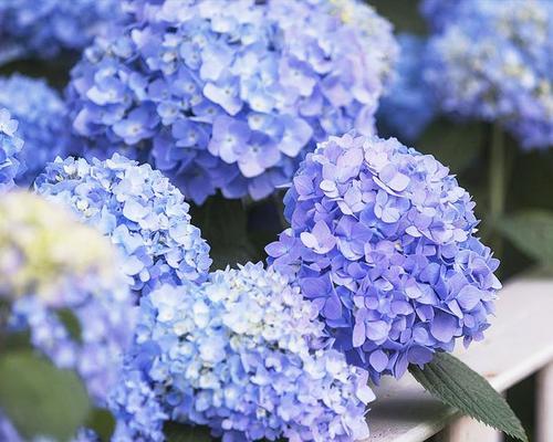 蓝边八仙花花语（揭秘蓝边八仙花的花语与魅力）