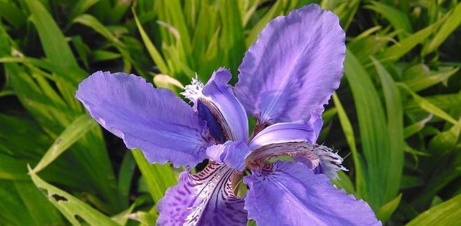 蓝色非洲菊花语——寄托爱与希望的花朵（勇敢追求美好的人生）