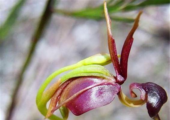 揭秘兰花飞肩（探寻兰花飞肩的由来）