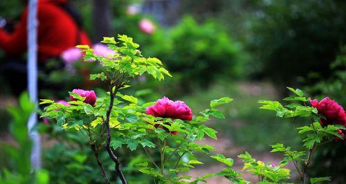 绿色牡丹花（草木逢春）