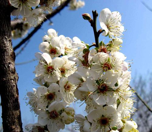 梅花的花语及其美丽传承（深入探索梅花的寓意与魅力）