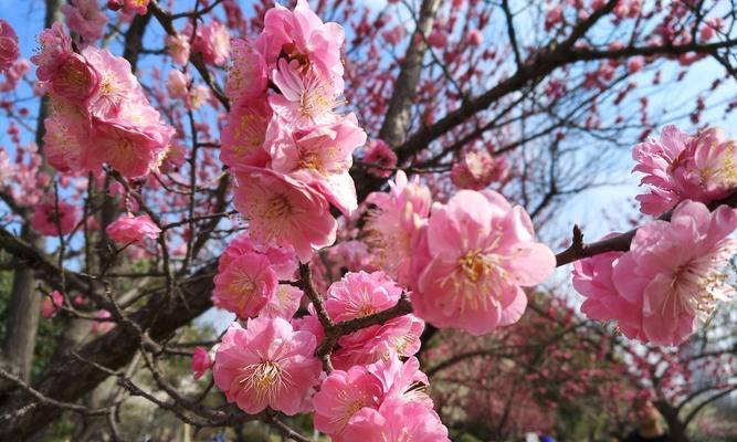 梅花花语（凝结坚毅和美丽的梅花）