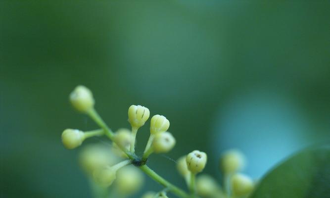 米兰花语的特点（探索米兰花的花语魅力）