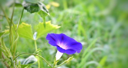 牵牛花花花语（解读牵牛花的花语）