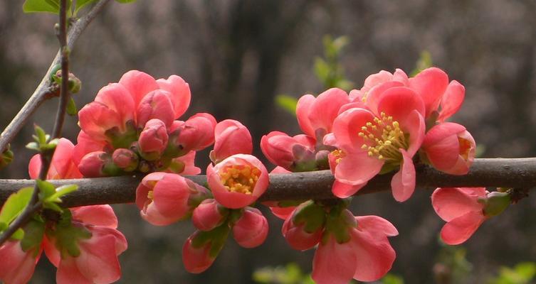 日本海棠花的花语与美丽传说（探寻日本海棠花的花语之谜——樱花中的傲雪红）