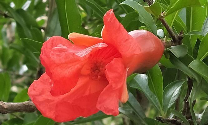 番石榴花语——繁花似锦的爱恋（番石榴花语的深刻内涵及象征意义）