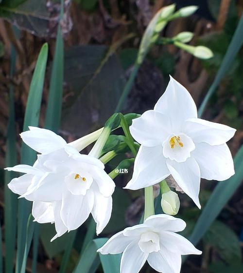 水仙花在日本的花语（探寻水仙花在日本文化中的象征与意义）